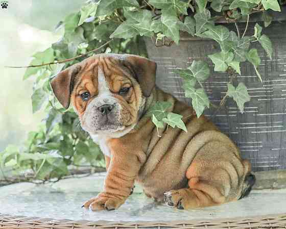 Englische Bulldoggenwelpen Dresden