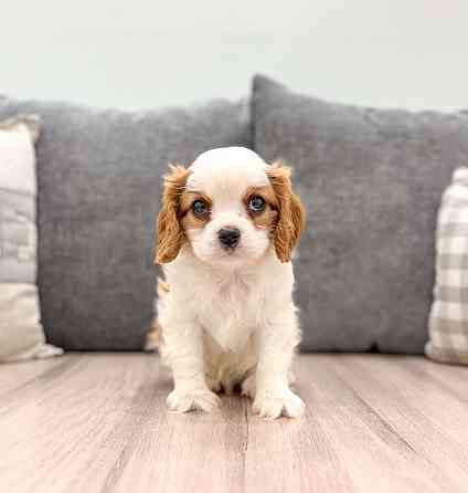 Cavalier King Charles Spaniel Dresden