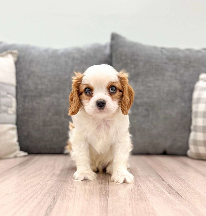 Cavalier King Charles Spaniel Dresden - photo 1