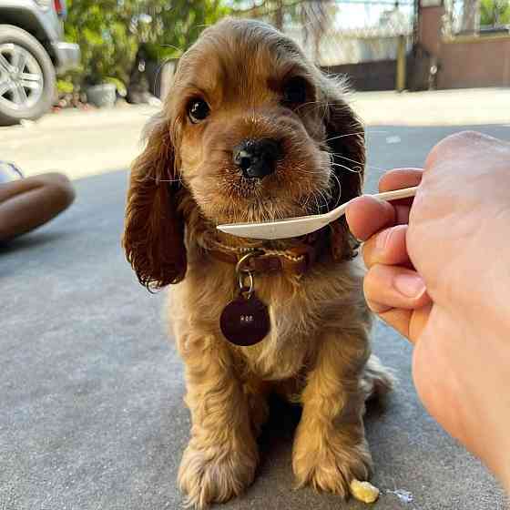 Cocker Spaniel Welpen Гамбург