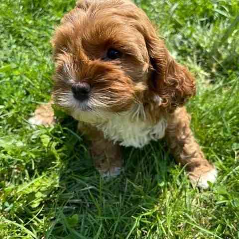 Cocker Spaniel Welpen Дрезден