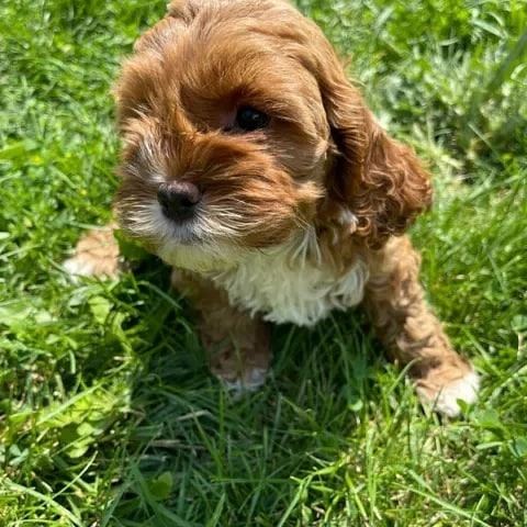 Cocker Spaniel Welpen Dresden - photo 1