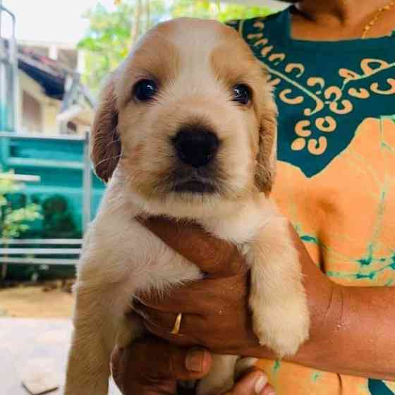 Cocker Spaniel Welpen Мюнхен