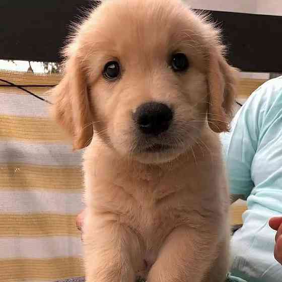 Golden Retriever Welpen sind abholbereit Шверін