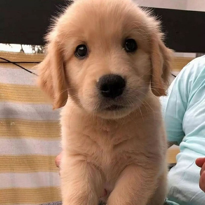 Golden Retriever Welpen sind abholbereit Шверин - изображение 1