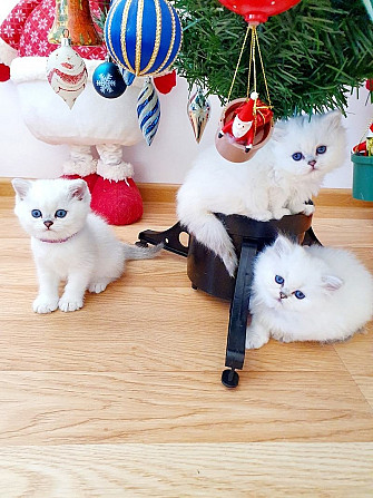 Persian kittens for sale Берлін - изображение 1