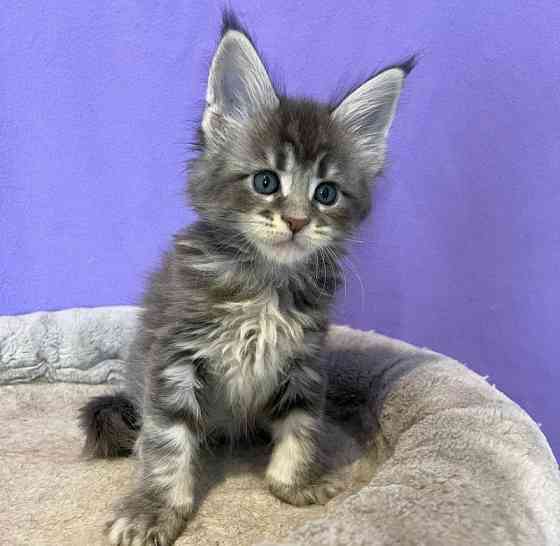 Pure breed Maine Coon kittens for new loving homes Bremen