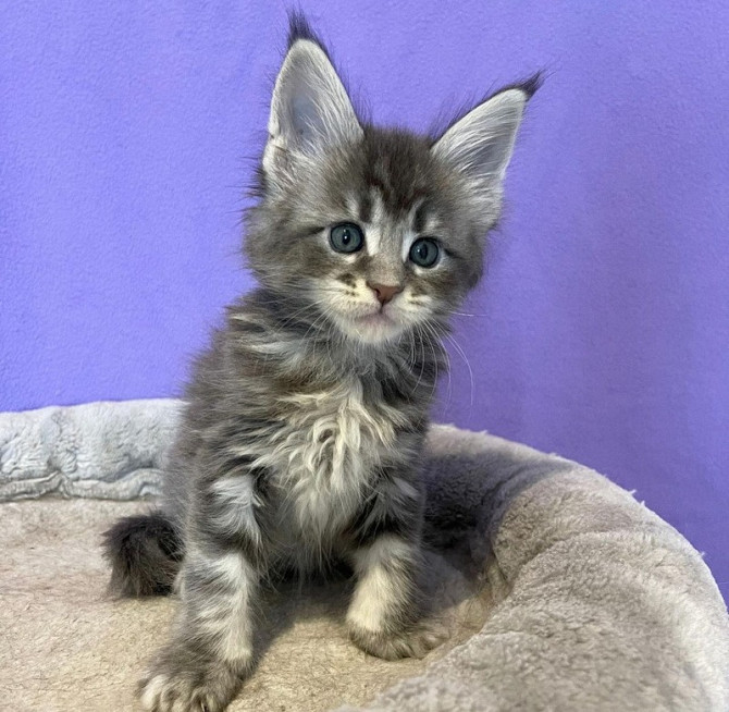 Pure breed Maine Coon kittens for new loving homes Бремен - изображение 1