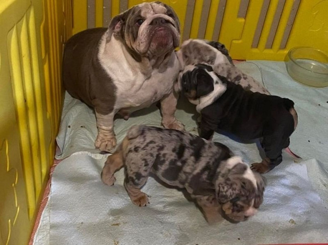 Englische Bulldoggenwelpen zur Adoption Берлин - изображение 1