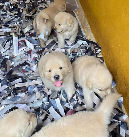 Golden Retriever-Welpen zu verkaufen Berlin - photo 1