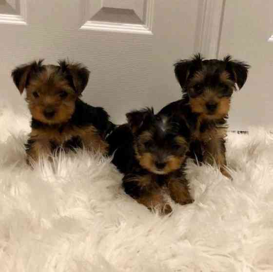 Male And Female Yorkie Puppies Hamburg