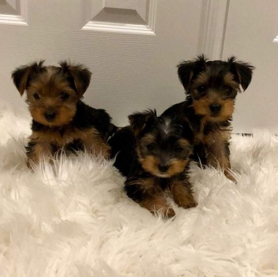 Male And Female Yorkie Puppies Hamburg - photo 1