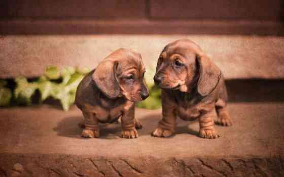 Dachshund Puppies Available Саарбрюккен