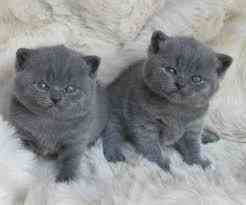 British Shorthair kittens Saarbrücken