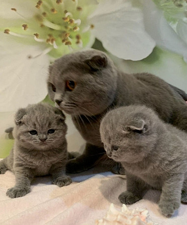 Scottish fold kittens Munich - photo 1