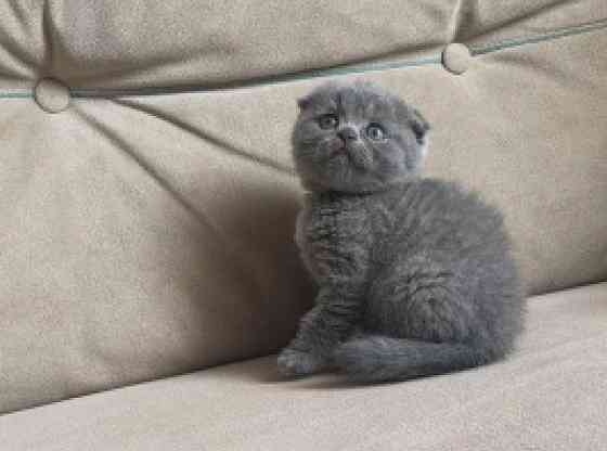 Scottish fold kittens Штутгарт