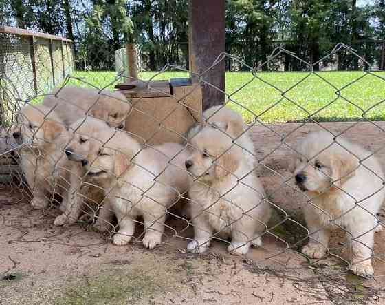 Golden Retriever-Welpen zu verkaufen Берлин