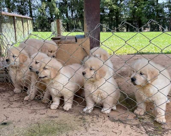 Golden Retriever-Welpen zu verkaufen Berlin - photo 1