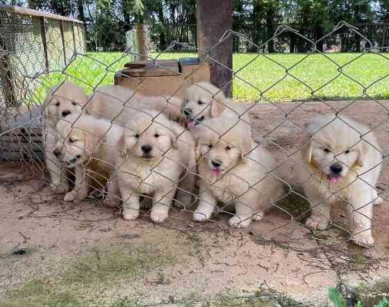 Golden Retriever-Welpen zu verkaufen Stuttgart