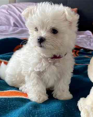 Maltese puppies ready to steal your heart. Hamburg