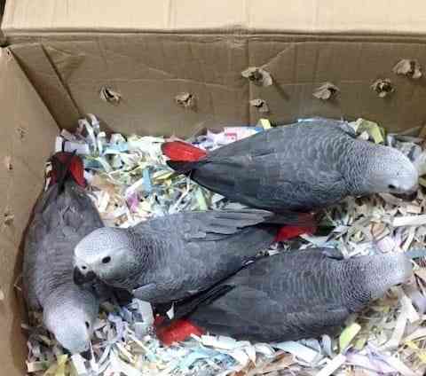 African Grey parrots seeking for a new home.. Шверин