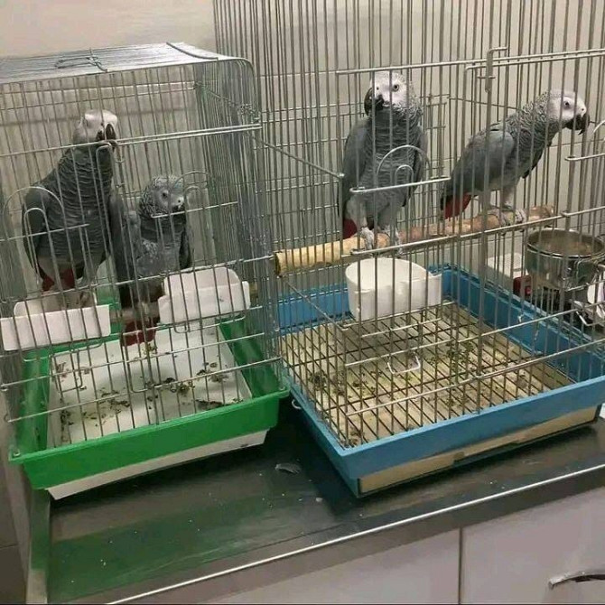 African Grey Parrots for sale. Бремен - изображение 1