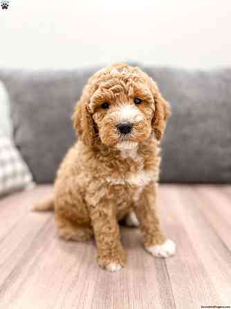 labradoodle Шверин