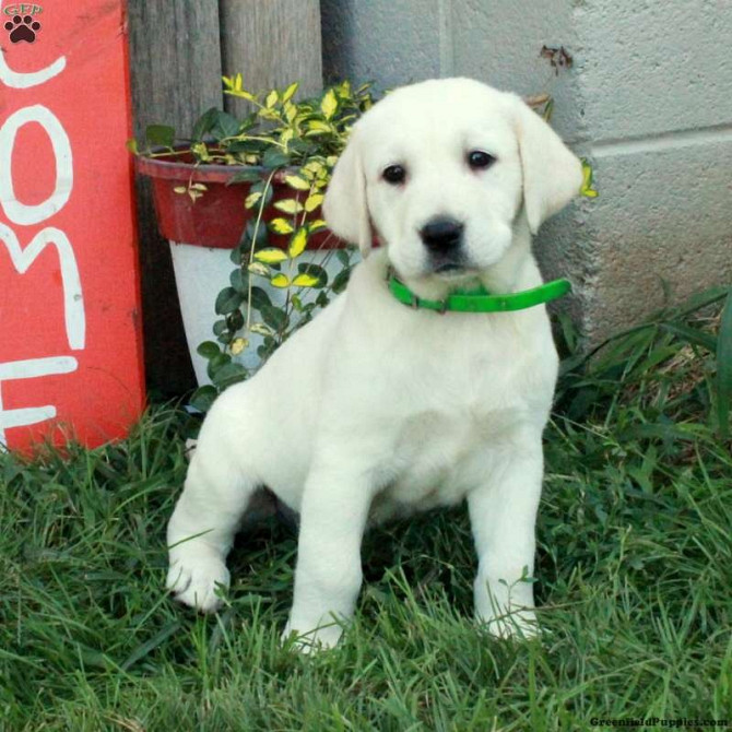 GOLDEN LABRADOR Dresden - photo 1