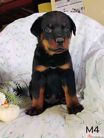 Rottweiler Шверін