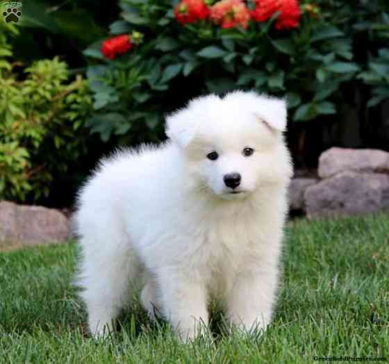 SAMOYED Шверін