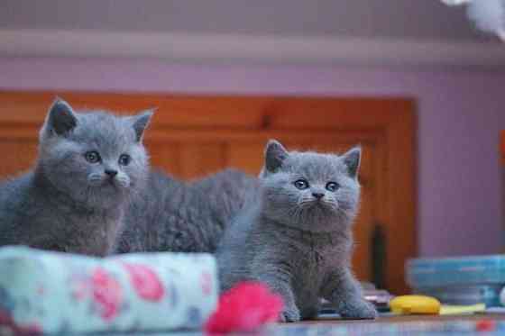 British Shorthair kittens Вайсенбург-ін-Байєрн