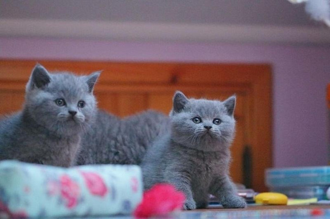 British Shorthair kittens Вайсенбург-ин-Байерн - изображение 1