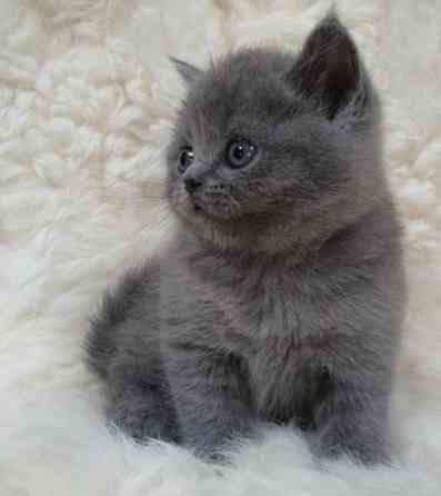 British Shorthair kittens Stuttgart