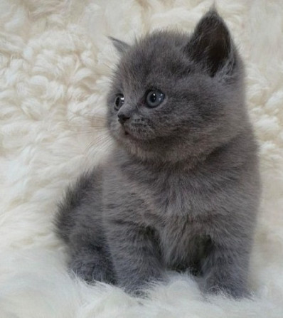 British Shorthair kittens Stuttgart - photo 1