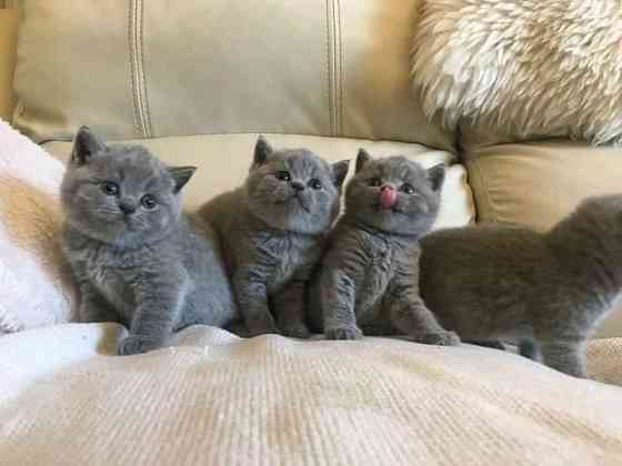 British Shorthair kittens Saarbruecken