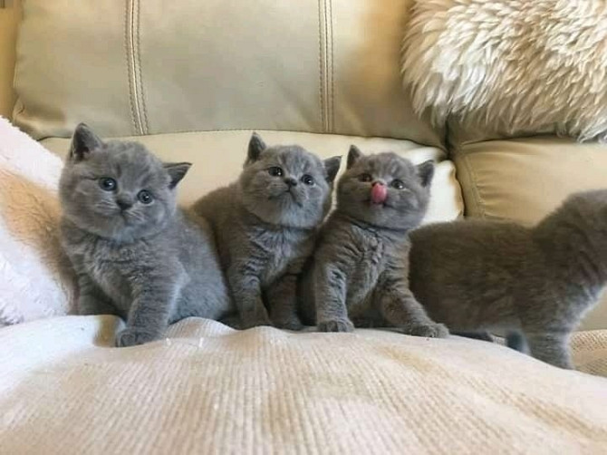 British Shorthair kittens Saarbruecken - photo 1