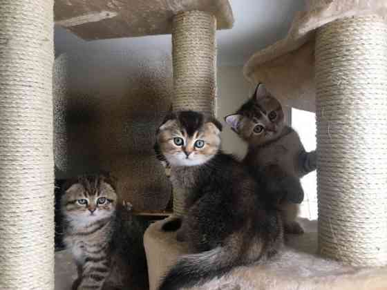 Scottish fold kittens Stuttgart