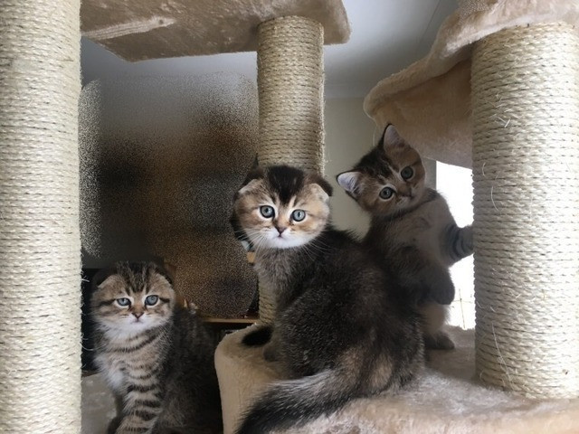 Scottish fold kittens Stuttgart - photo 1