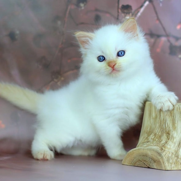 Siberian kittens Weissenburg in Bayern - photo 1