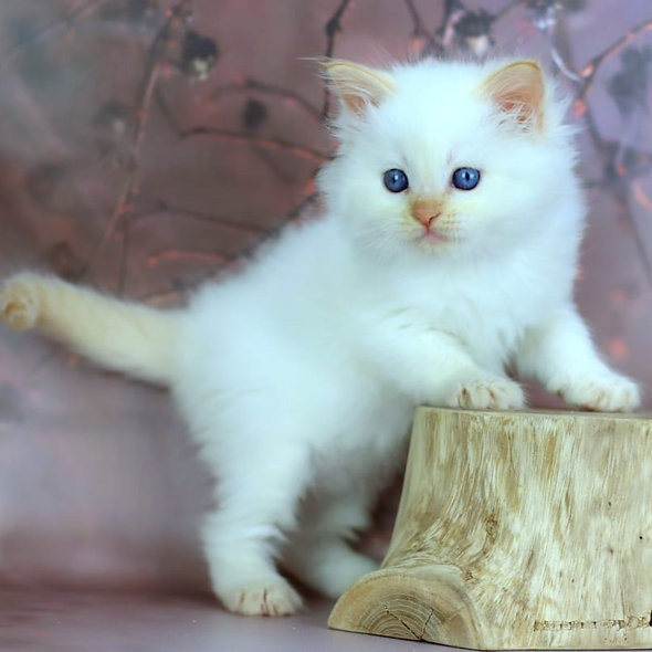 Siberian kittens Stuttgart - photo 2