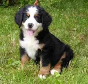 Cute and adorable male and female Bernese Mountain Dog puppies for sale Hamburg