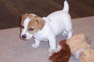 Adorable Jack Russell Puppies Available Schwerin