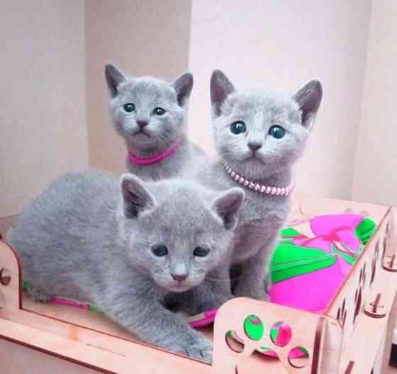 Russian blue kittens Кайзерслаутерн