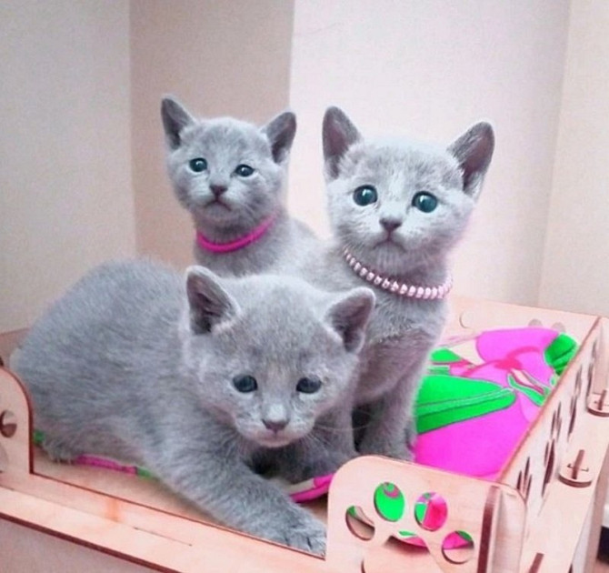 Russian blue kittens Kaiserslautern - photo 1