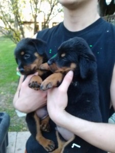 2 verspielte und anhängliche Rottweiler-Welpen verfügbar Stuttgart - photo 1