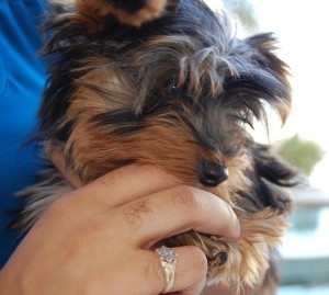 Süße Toy Teacup Yorkie Welpen sind bereit für ihr neues Zuhause Potsdam - photo 1