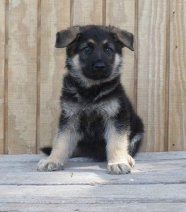 Deutscher Schäferhund höchster Qualität Hannover - photo 1