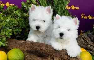 Westy Terrier, die Süße eines ganz besonderen Hundes Майнц