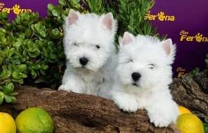 Westy Terrier, die Süße eines ganz besonderen Hundes Mainz - photo 1