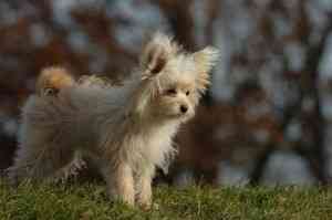 Liebevoller Teacup Yorkshire Terrier Welpe Mainz